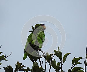 camouflaged parrot photo